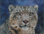 (image for) Snow Leopard Portrait